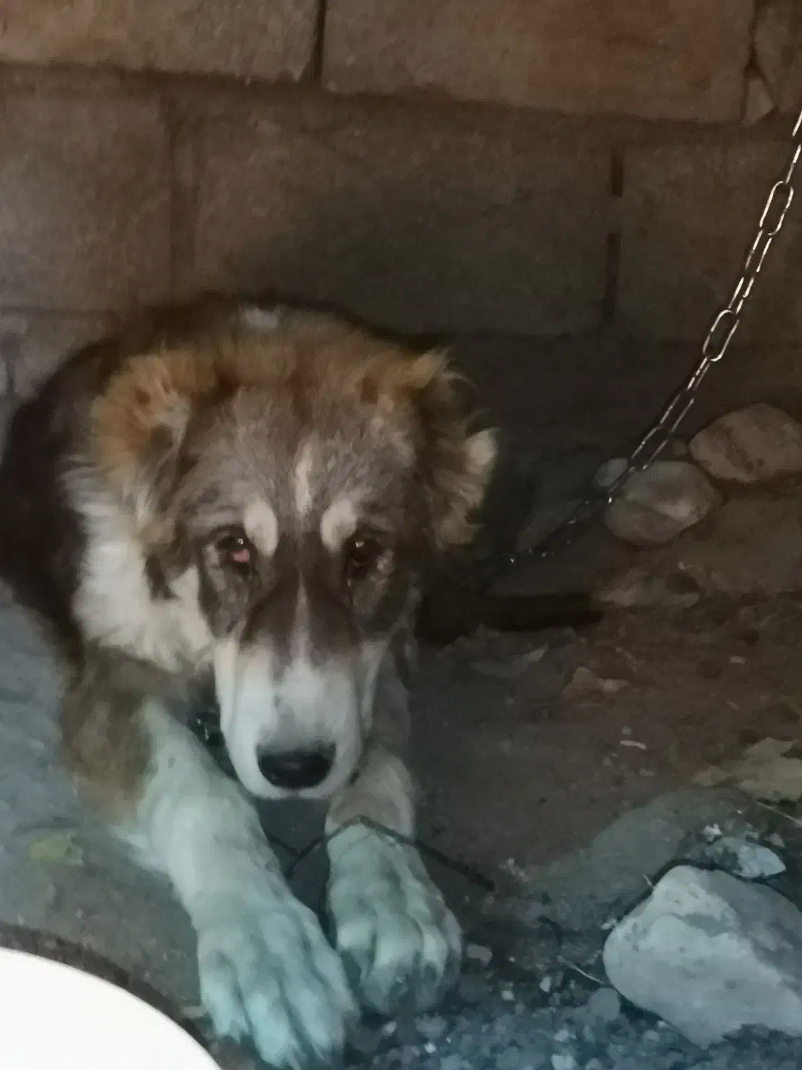 توله الابای 6ماه|سگ|گنبد کاووس, |دیوار