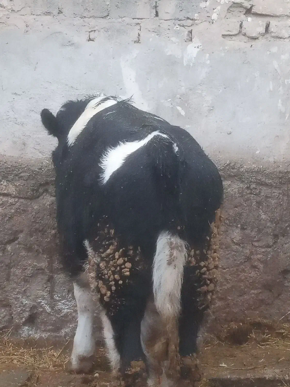 فروش گوساله|حیوانات مزرعه|رامند, |دیوار