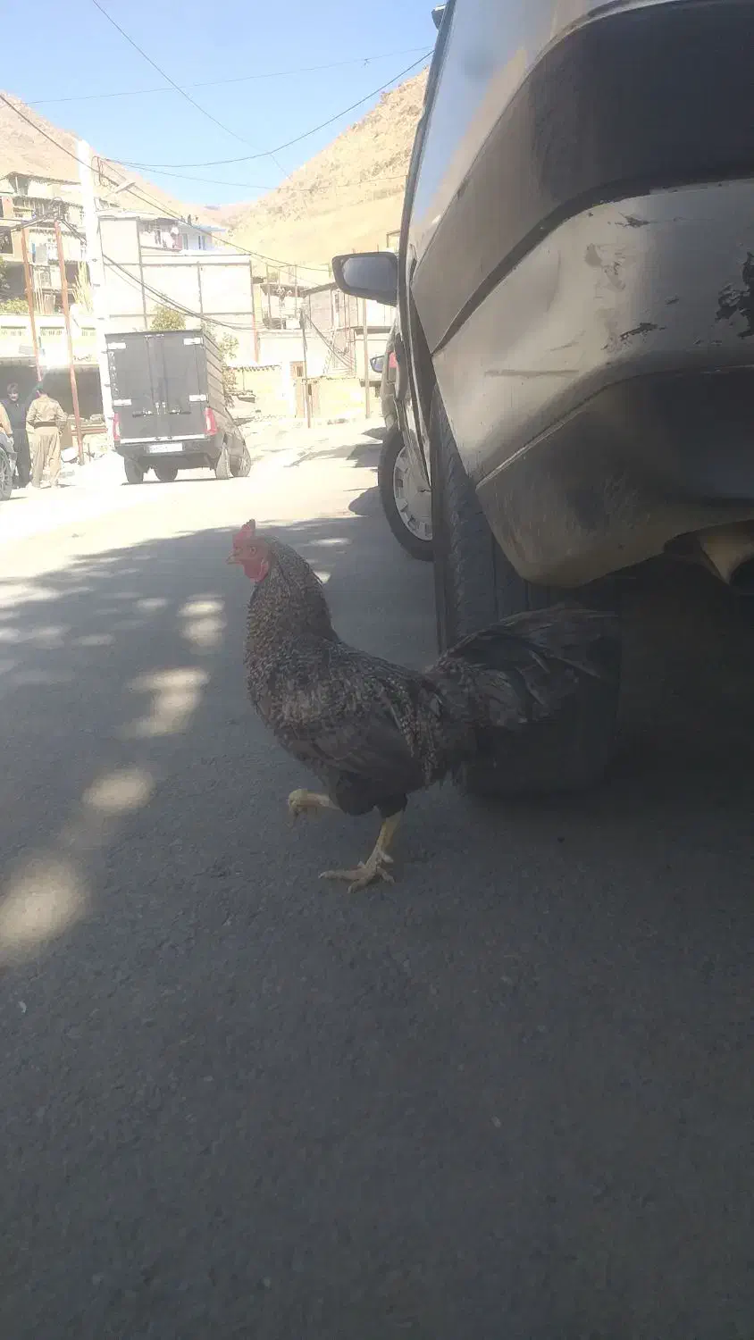 مرغ و خروس محلی|حیوانات مزرعه|موچش, |دیوار