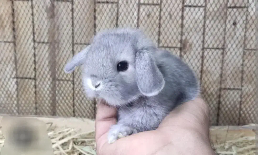 بزرگترین مرکزتخصصی خرگوش نژاددار .خیابان همدانیان|موش و خرگوش|اصفهان, بهاران|دیوار