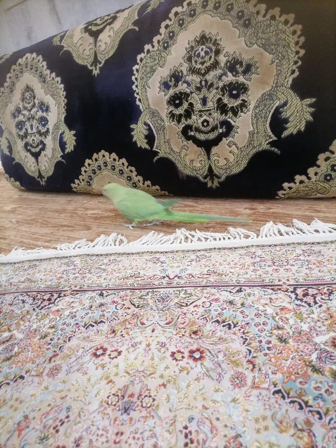 طوطی ملنگو|پرنده|بیرجند, |دیوار