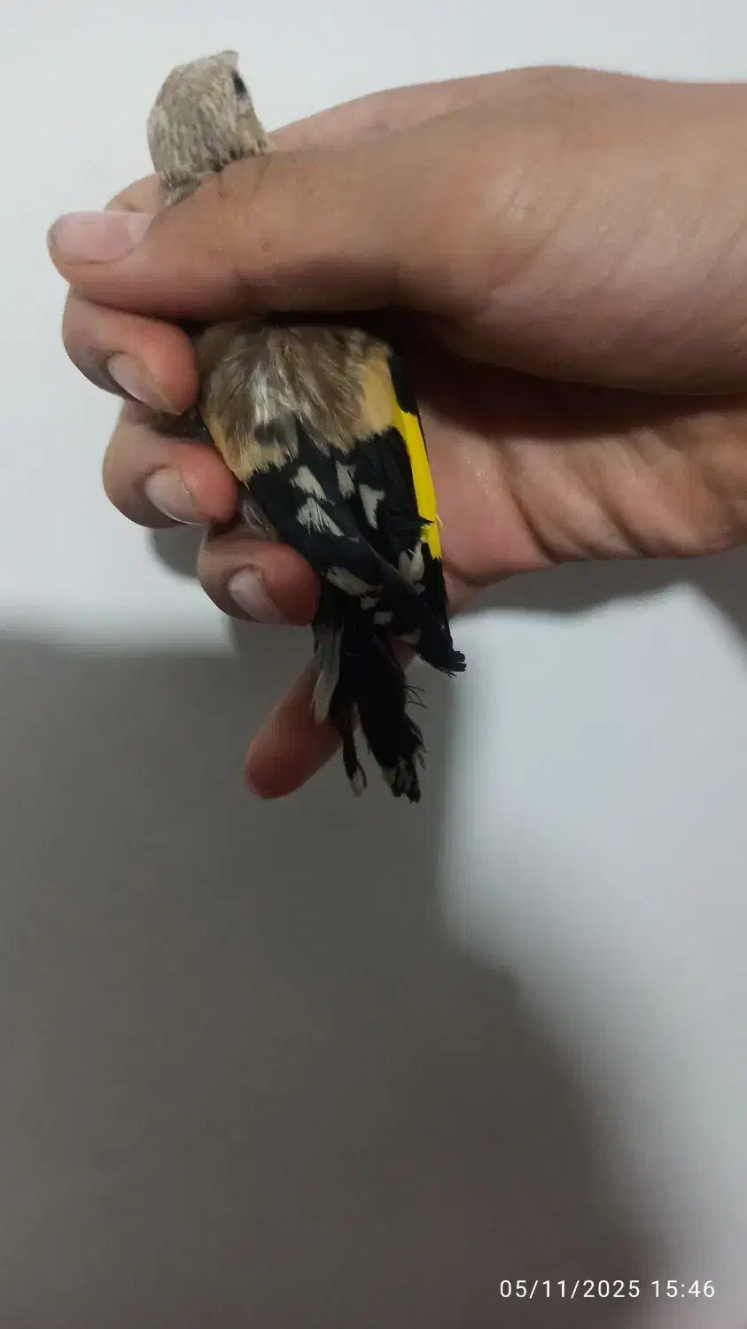 یک عدد جوجه سهره نر انتیک|پرنده|یاسوج, |دیوار