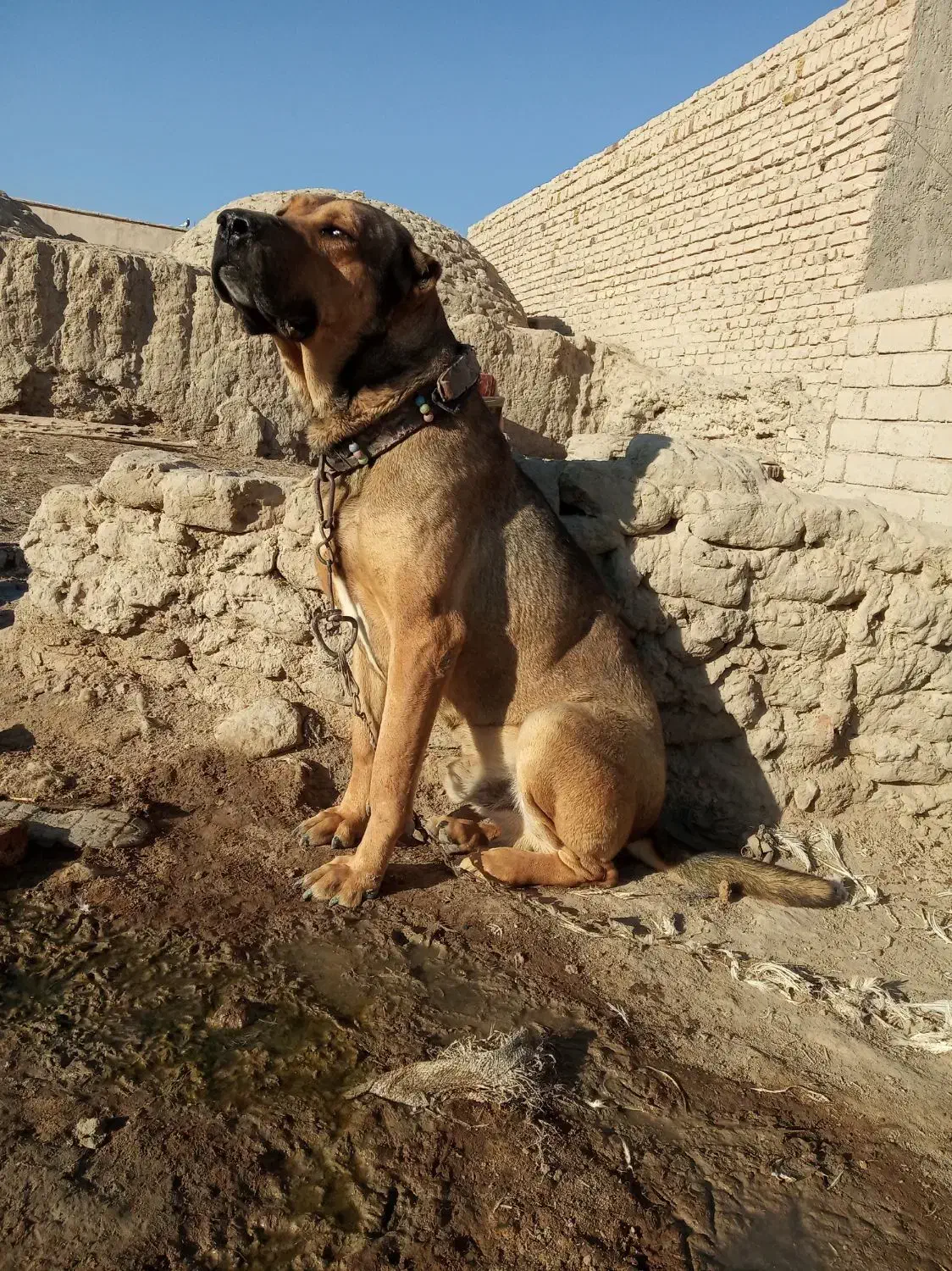 سگ سرابی|سگ|نیمروز, |دیوار