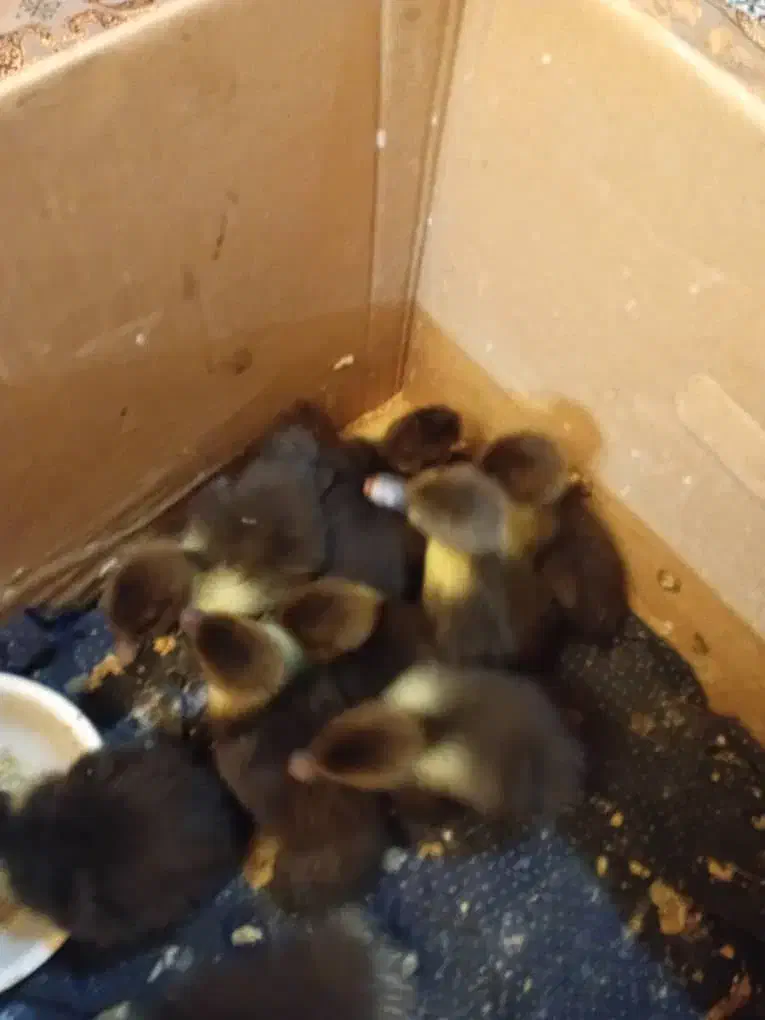 جوجه اردک روسی ده روزه|حیوانات مزرعه|محمودآباد, |دیوار