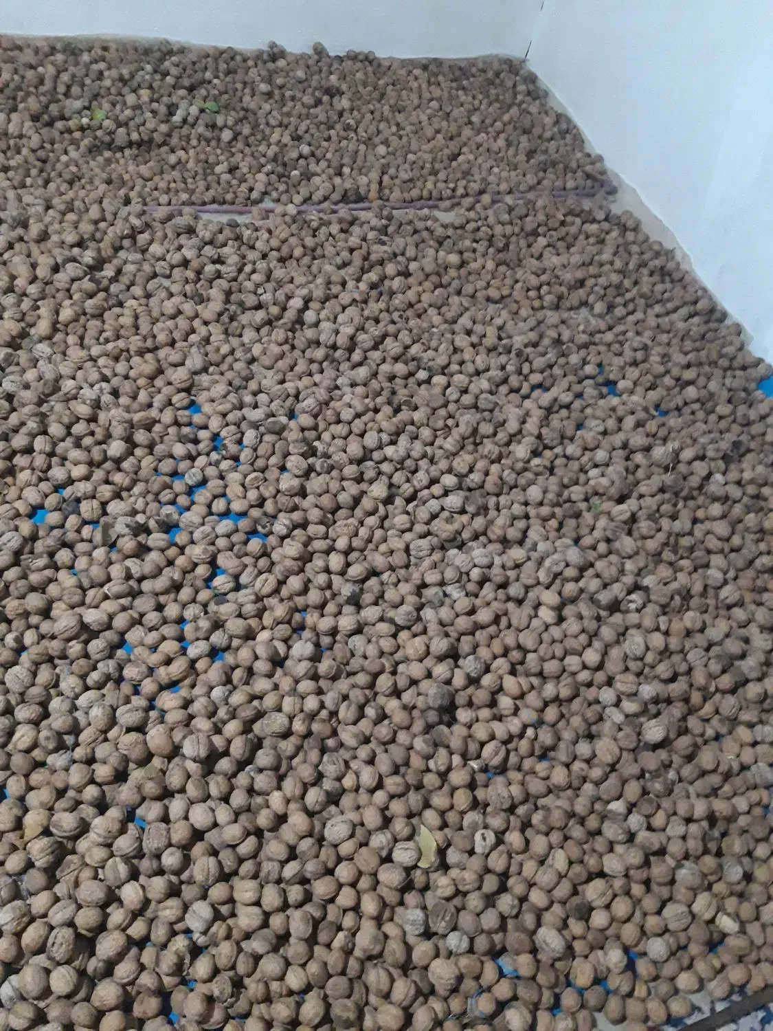 گردو مغز سفید خوشمزه پرچرب روستای سرانی|خوردنی و آشامیدنی|شیروان (خراسان), |دیوار