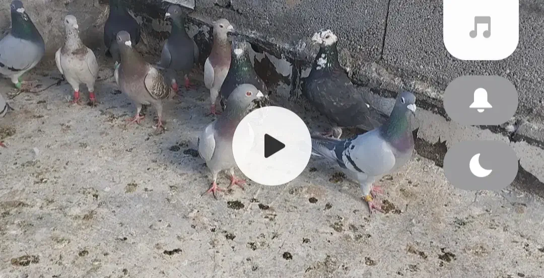 کفتر پلاکی|پرنده|مرودشت, رامجرد یک|دیوار