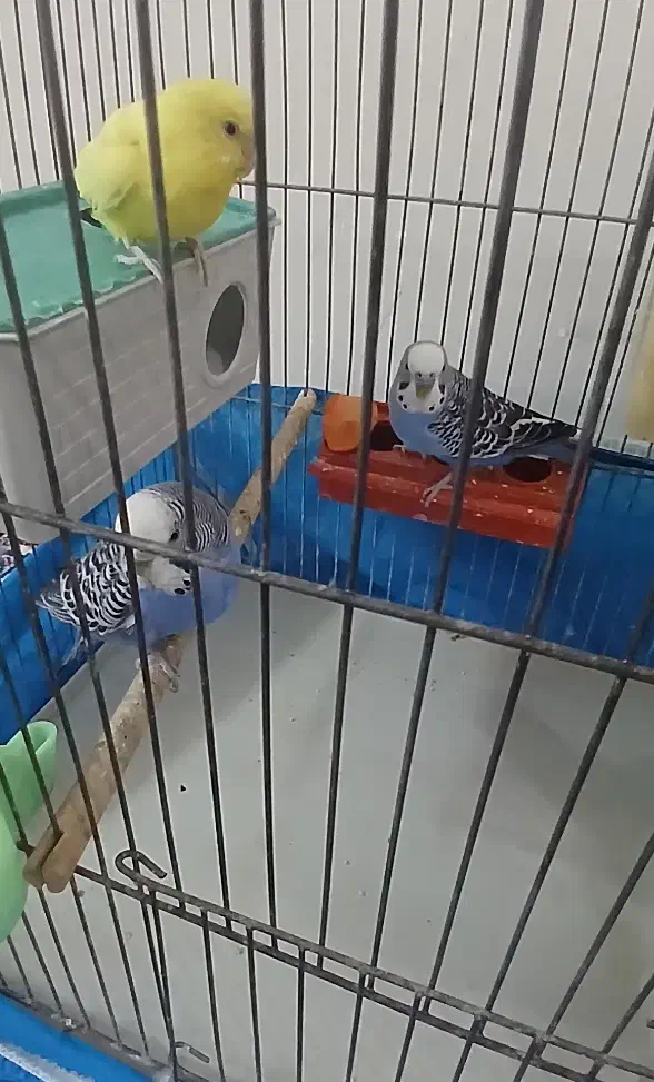 مرغ عشق|پرنده|خمینیشهر, |دیوار