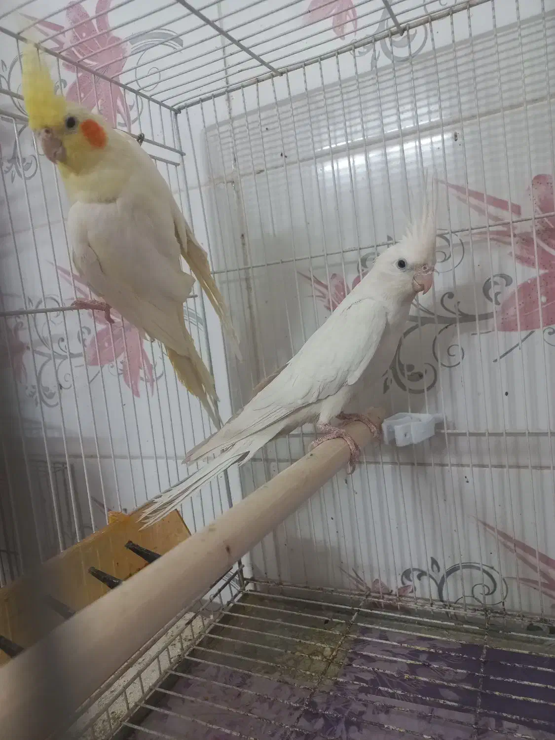 عروس هلندی کوتوله جفت رو تخم جوجه معاوضه باگرینچیک|پرنده|مشهد, مهدی آباد (بلوار توس)|دیوار