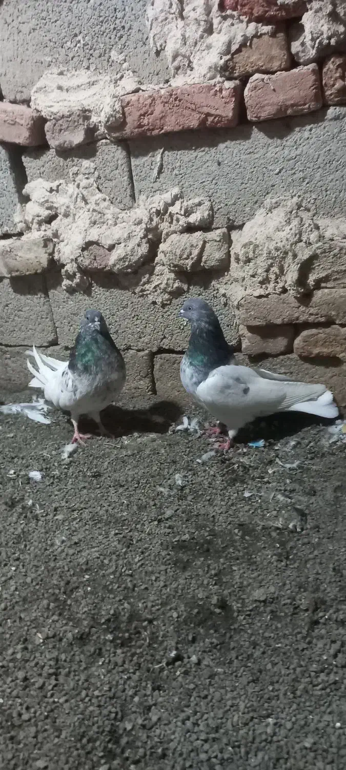 کبوتر|پرنده|ارشق, |دیوار