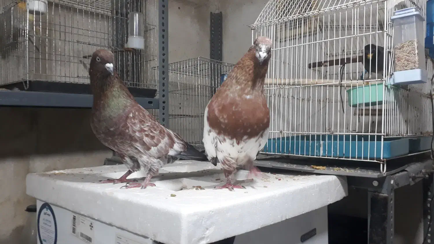 کله تاپ جفت|پرنده|اهواز, کوی صنایع|دیوار