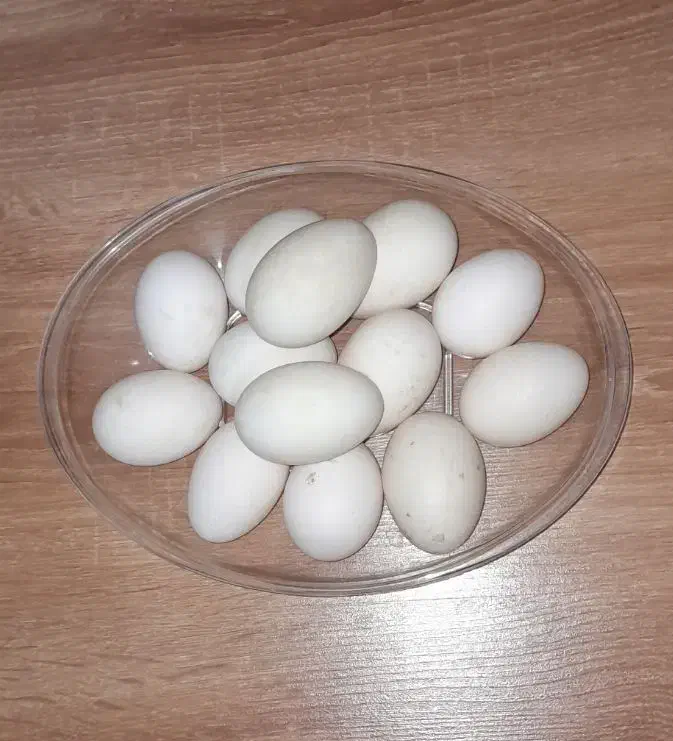 تخم اردک محلی|حیوانات مزرعه|ماکو, |دیوار