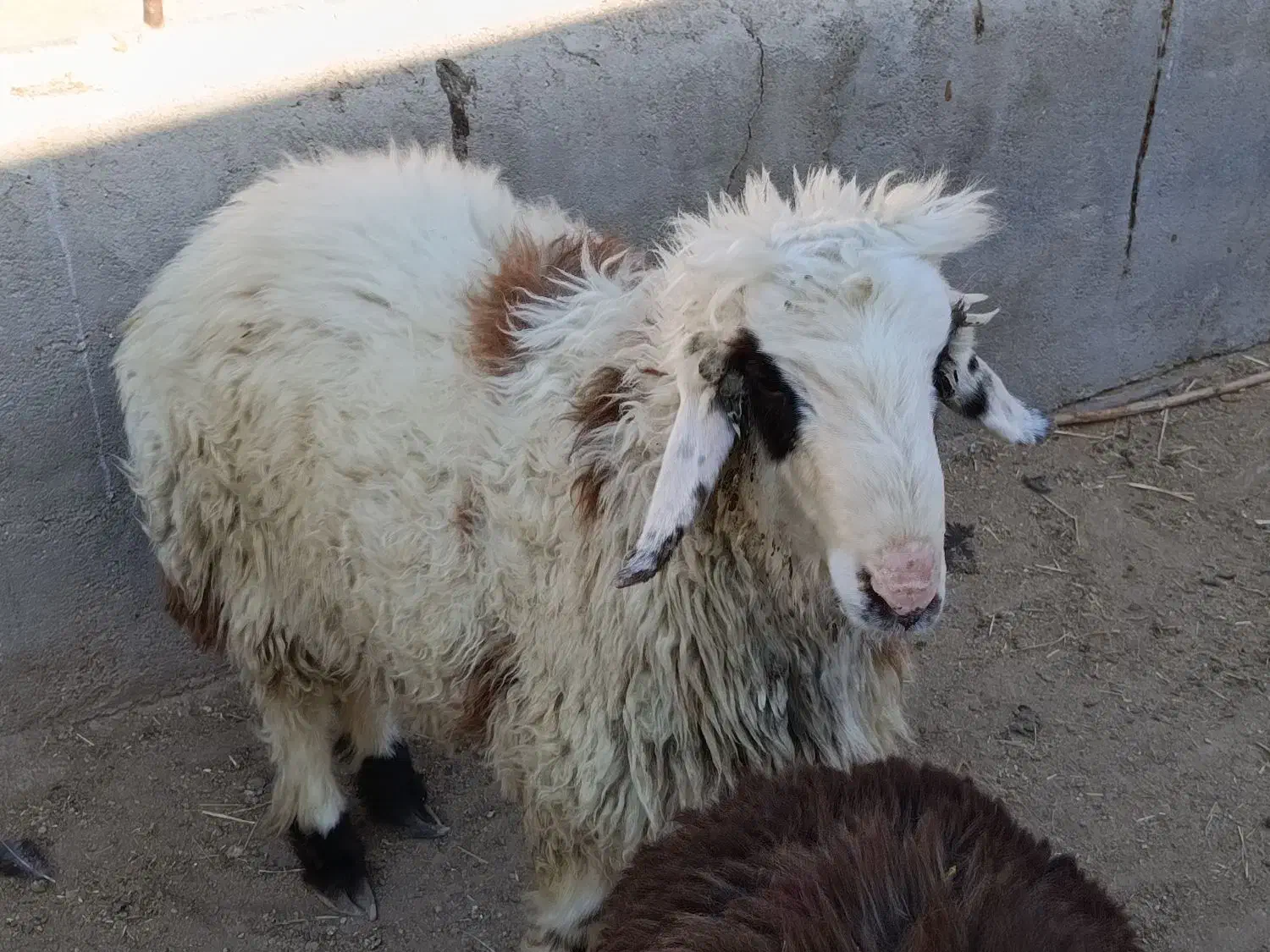 بره نر و ماده|حیوانات مزرعه|مرودشت, محمد آباد|دیوار