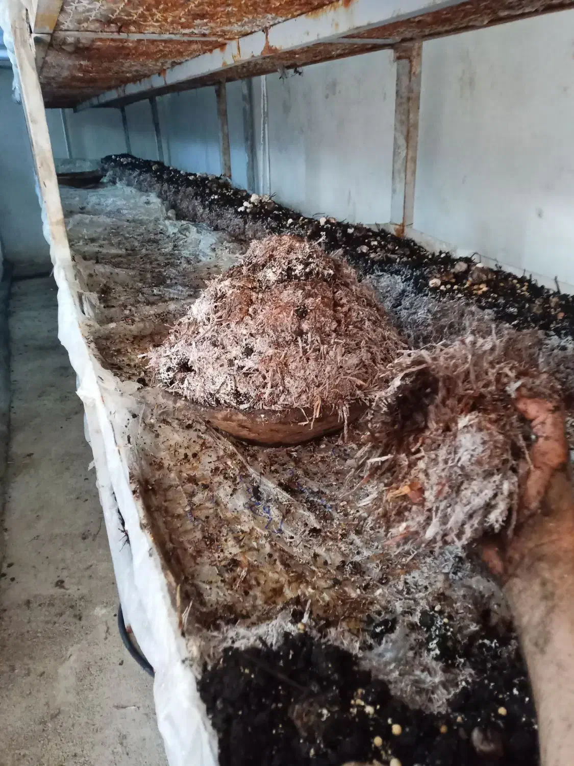 کود کمپوست قارچ|خدمات باغبانی و درختکاری|کلیائی, |دیوار