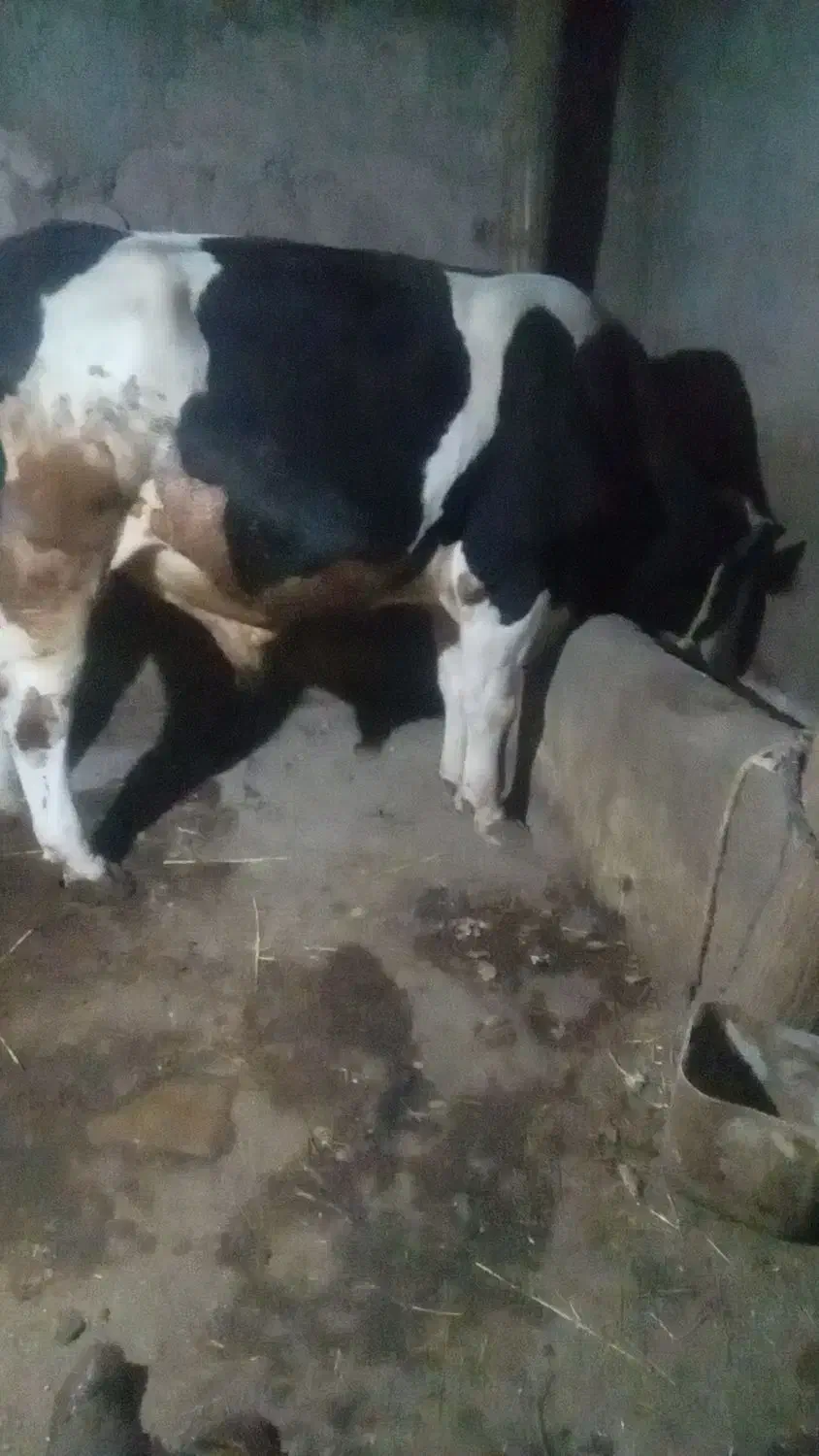 گاو نر گوشتی|حیوانات مزرعه|سراب, |دیوار