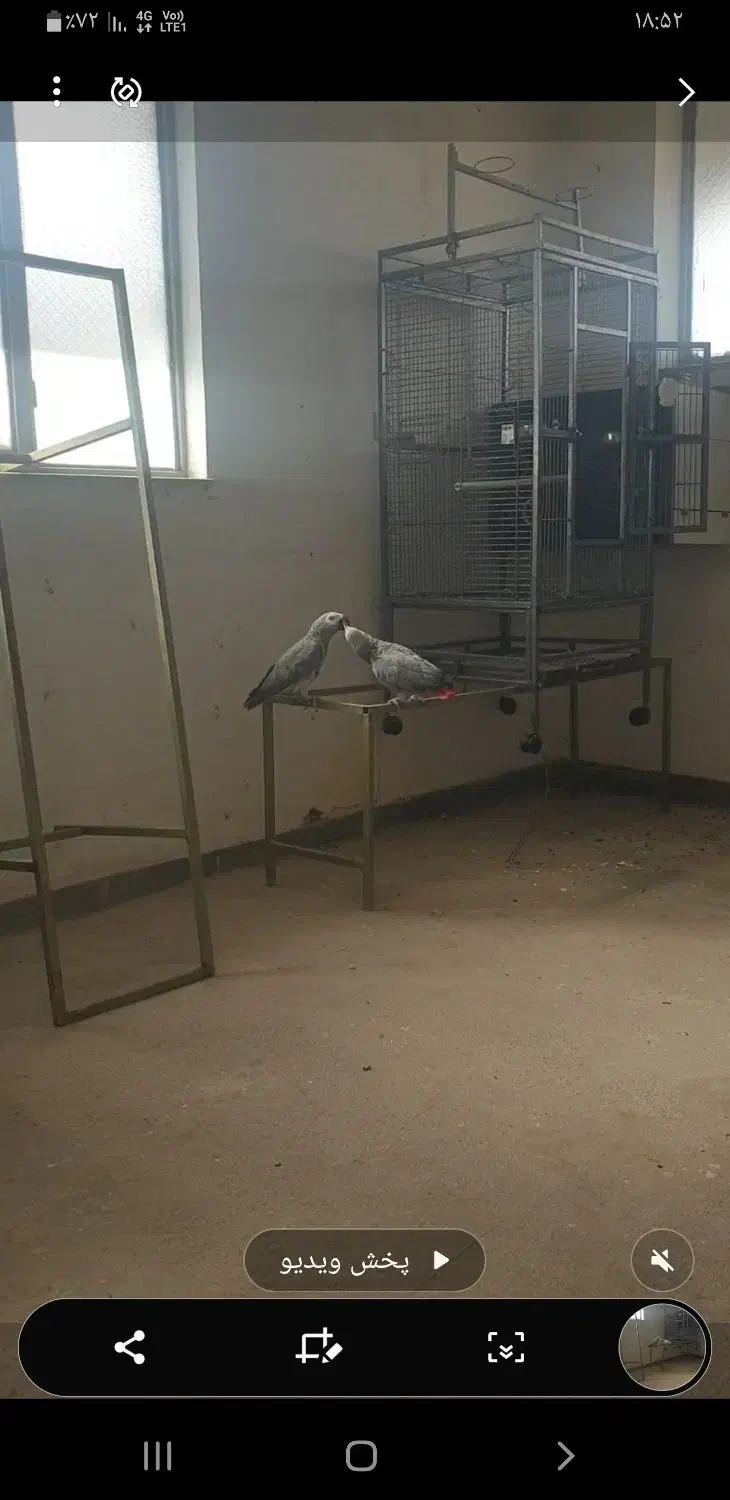 قفس بزرگ پرندگان|لوازم جانبی حیوانات|ساری, |دیوار