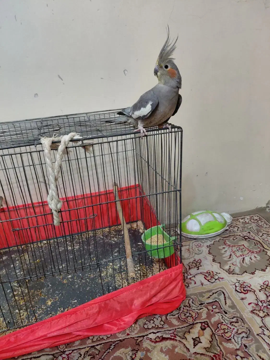 عروس هلندی ماده  سخن گو دستی|پرنده|تهران, امیریه|دیوار