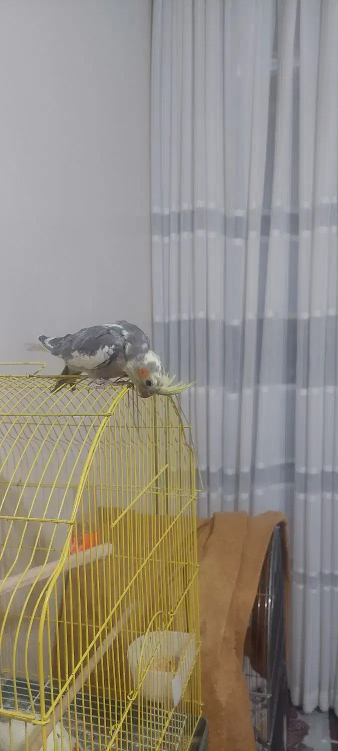 جوجه عروس هلندی دونخور دوماهه|پرنده|اصفهان, شاهد|دیوار