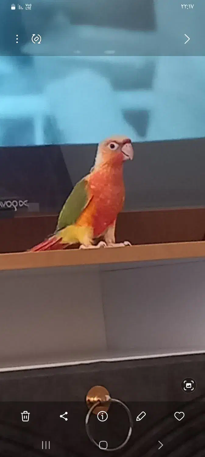 پرنده|پرنده|تربت‌حیدریه, کوه سنگی|دیوار