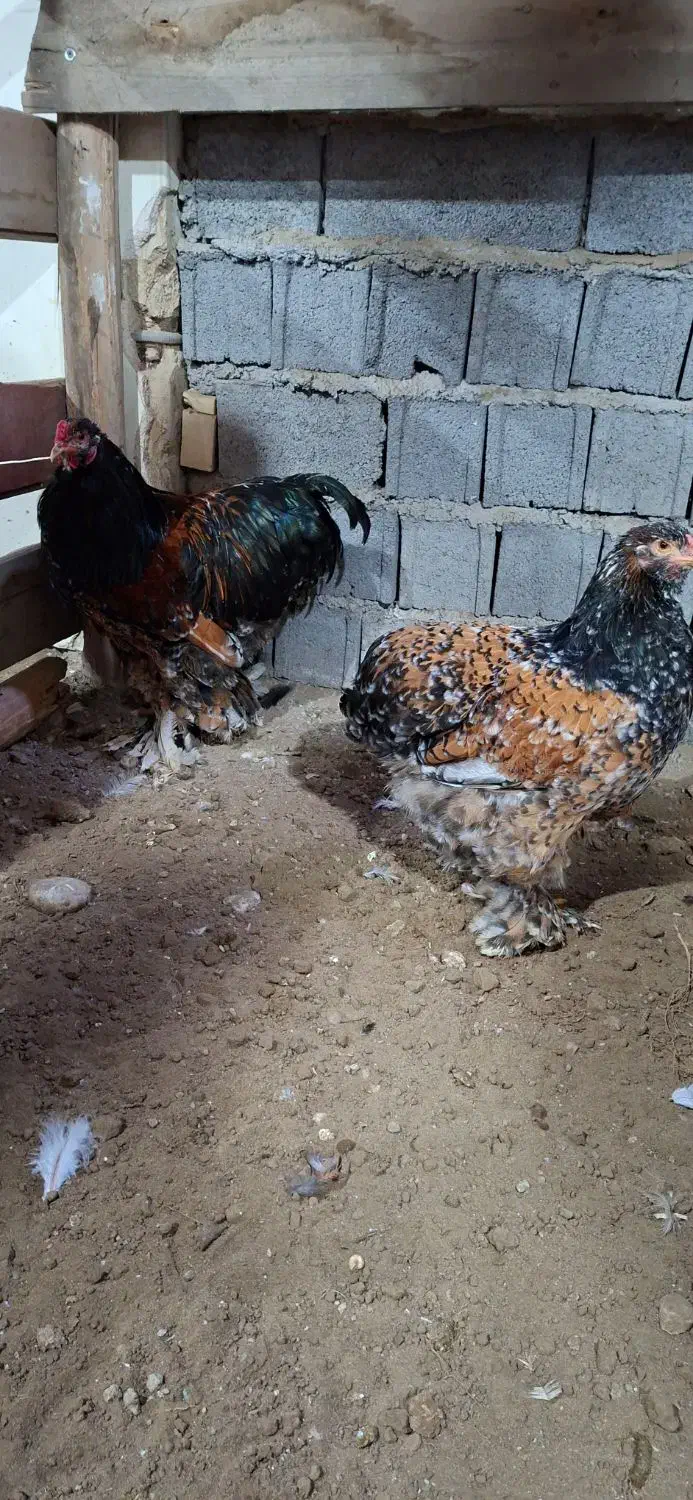 جوجه مرغ ویاندوت و برهما اصیل نژاد وارداتی|حیوانات مزرعه|بابلسر, |دیوار