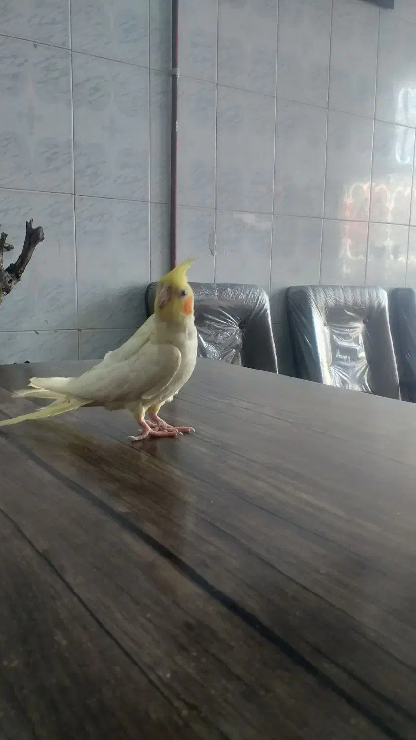 عروس هلندی|پرنده|مشهد, قائم|دیوار