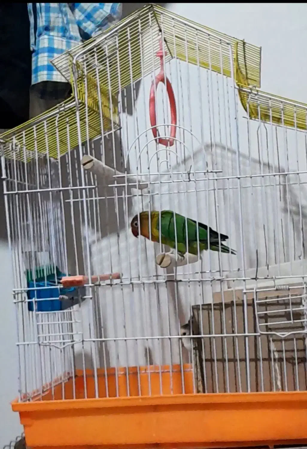 یک جفت توتی برزیلی باستا توخم|پرنده|نگین شهر, |دیوار