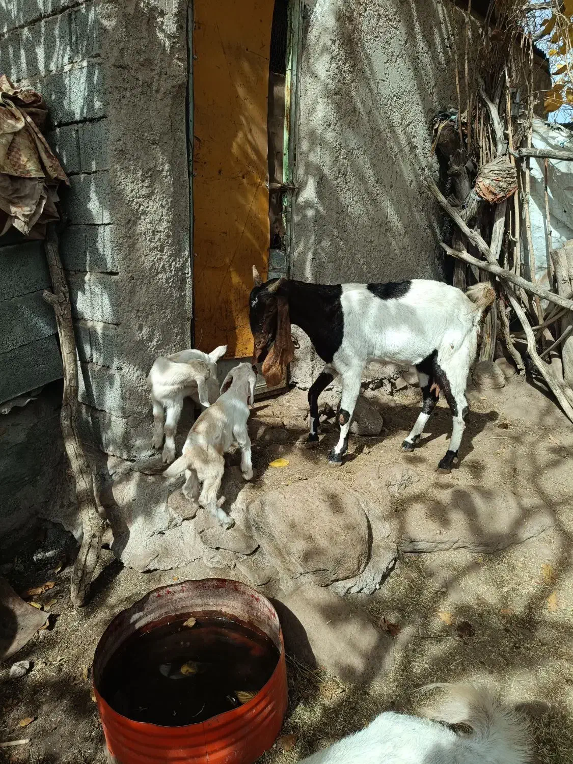 بز درجه یک شیرا (گوسفند)|حیوانات مزرعه|کرمان, |دیوار