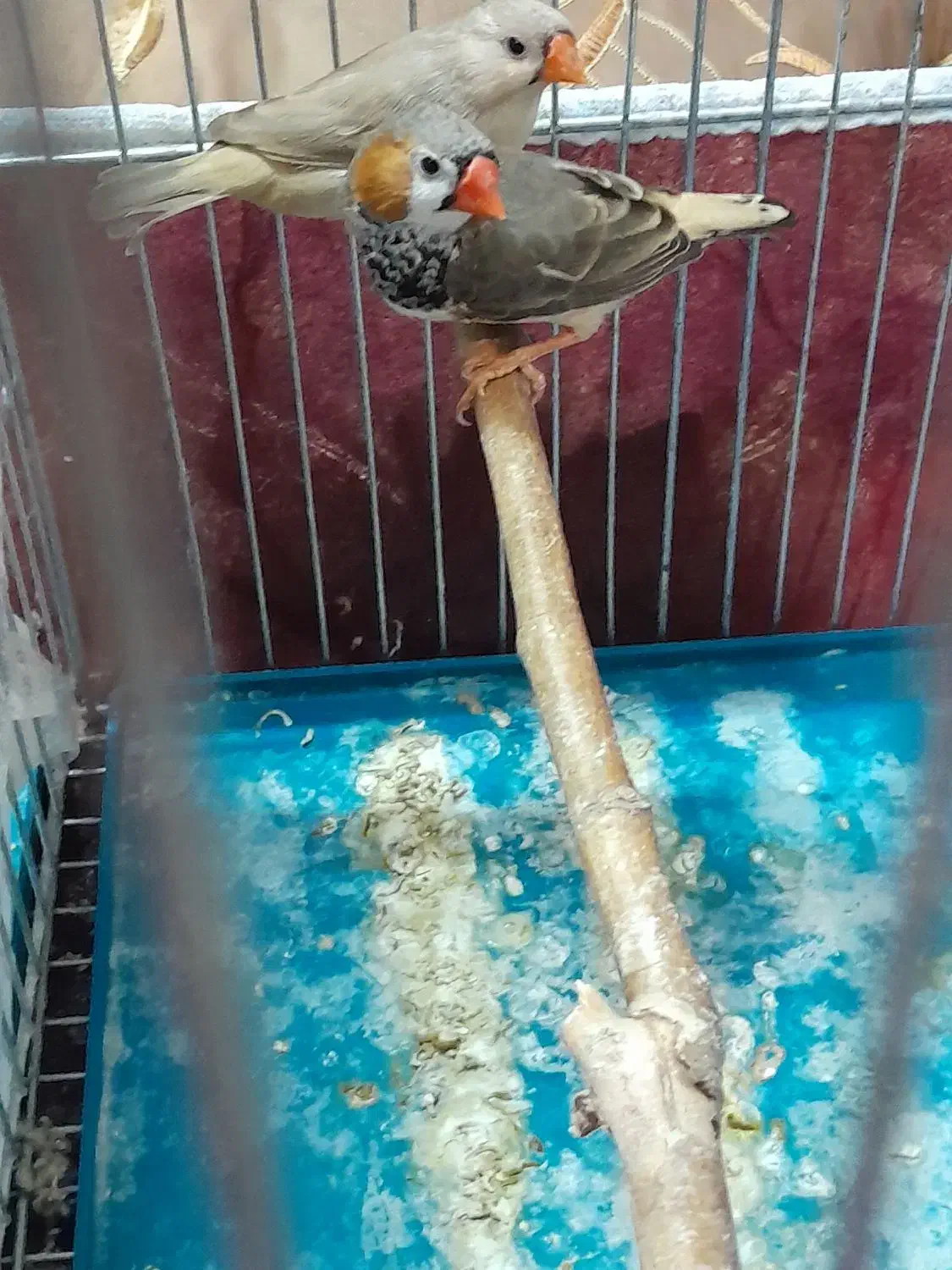 فنج|پرنده|خرم‌آباد, |دیوار