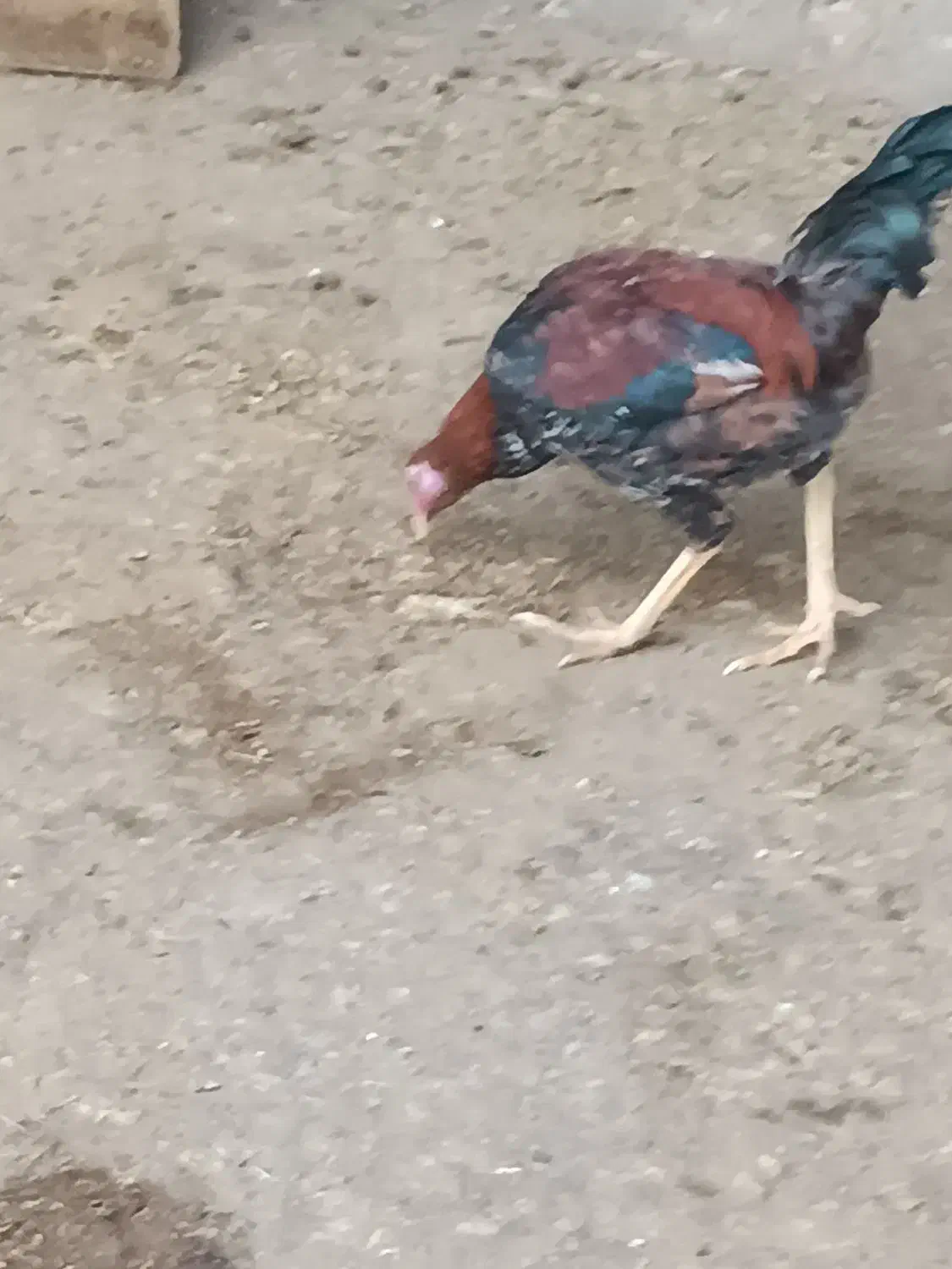 خروس کردی اصل|حیوانات مزرعه|دینور, |دیوار