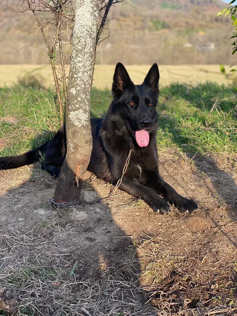 ژرمن ماده|سگ|رشت, منظریه|دیوار
