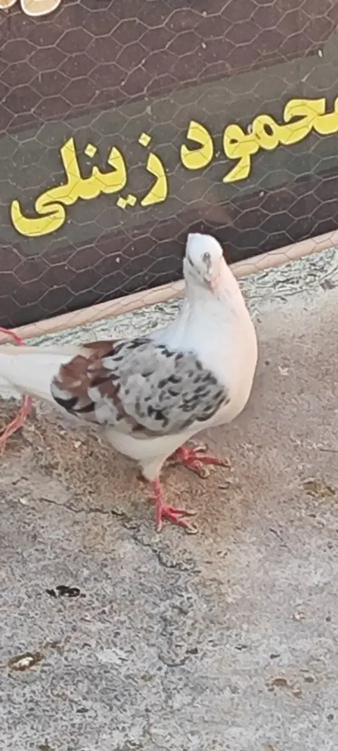 کبوتر|پرنده|الشتر, |دیوار