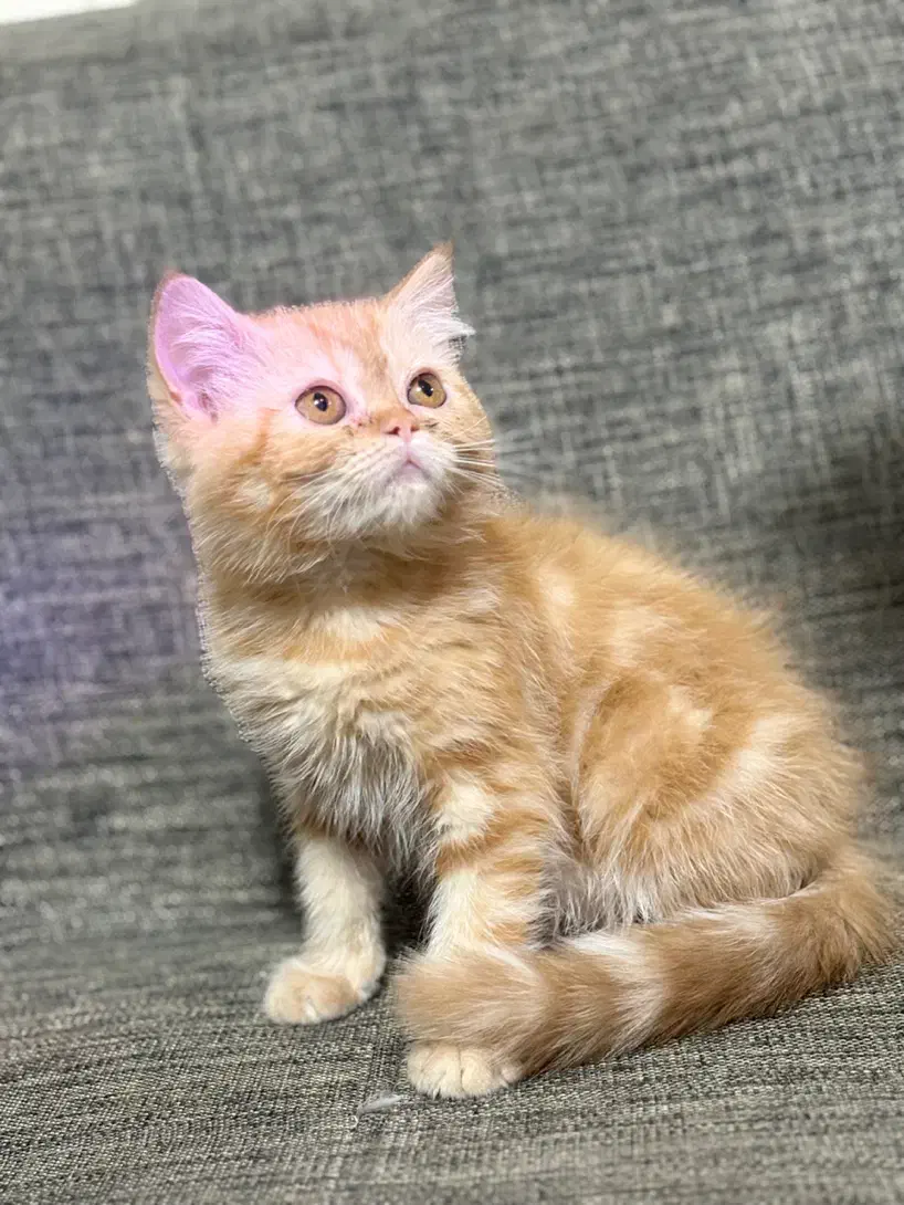 گربه اسکاتیش|گربه|زاهدان, |دیوار