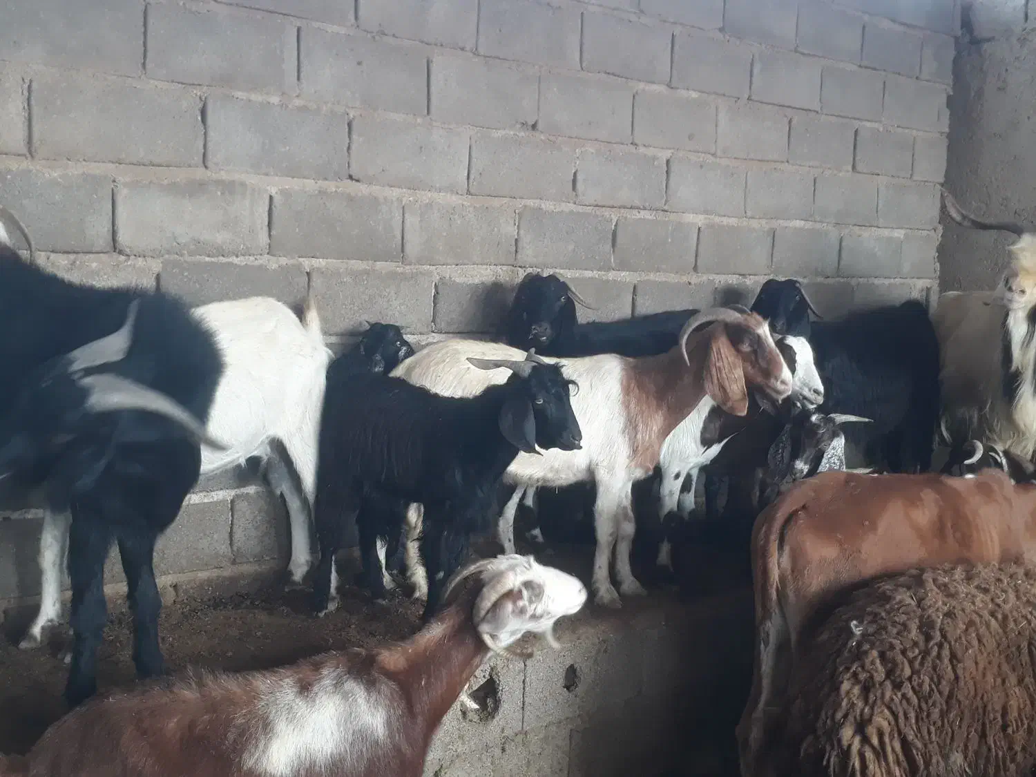 گله بز نجدی افغانی ومحلی ۴۰ راس نزدیکزا همه روهم|حیوانات مزرعه|بندر ماهشهر, |دیوار
