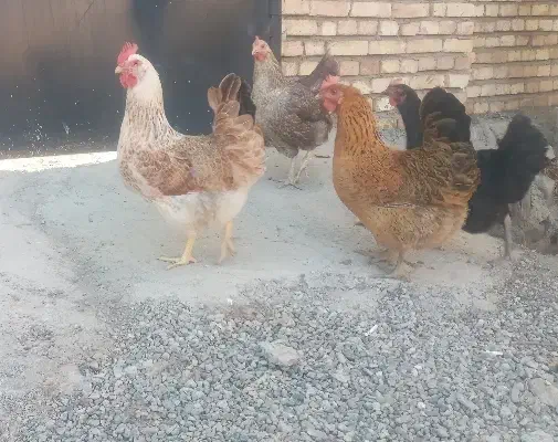 ۱خروس ۸ تا مرغ ۸تا جوجه|حیوانات مزرعه|مرند, |دیوار