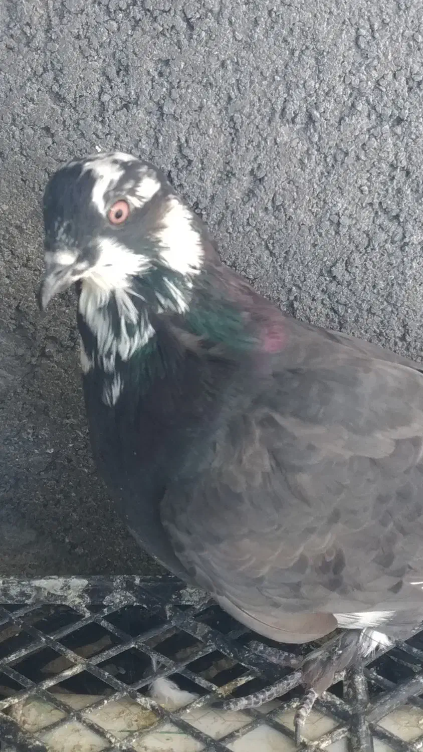 فروش کبوترنر پر حوالی سامان|پرنده|سامان, |دیوار