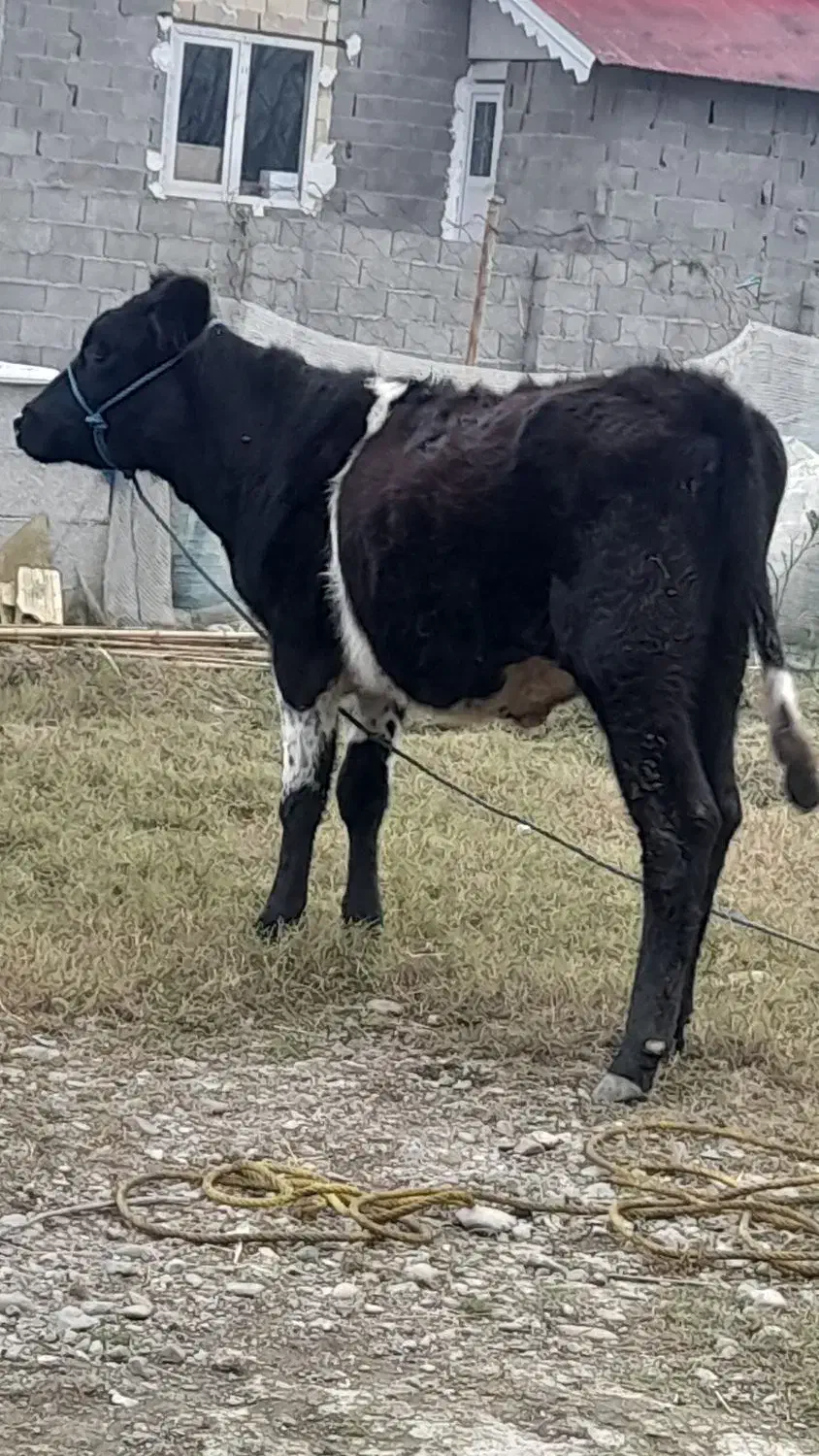 لیشه هلشتاین ۱۰ ماهه|حیوانات مزرعه|گوراب زرمیخ, |دیوار