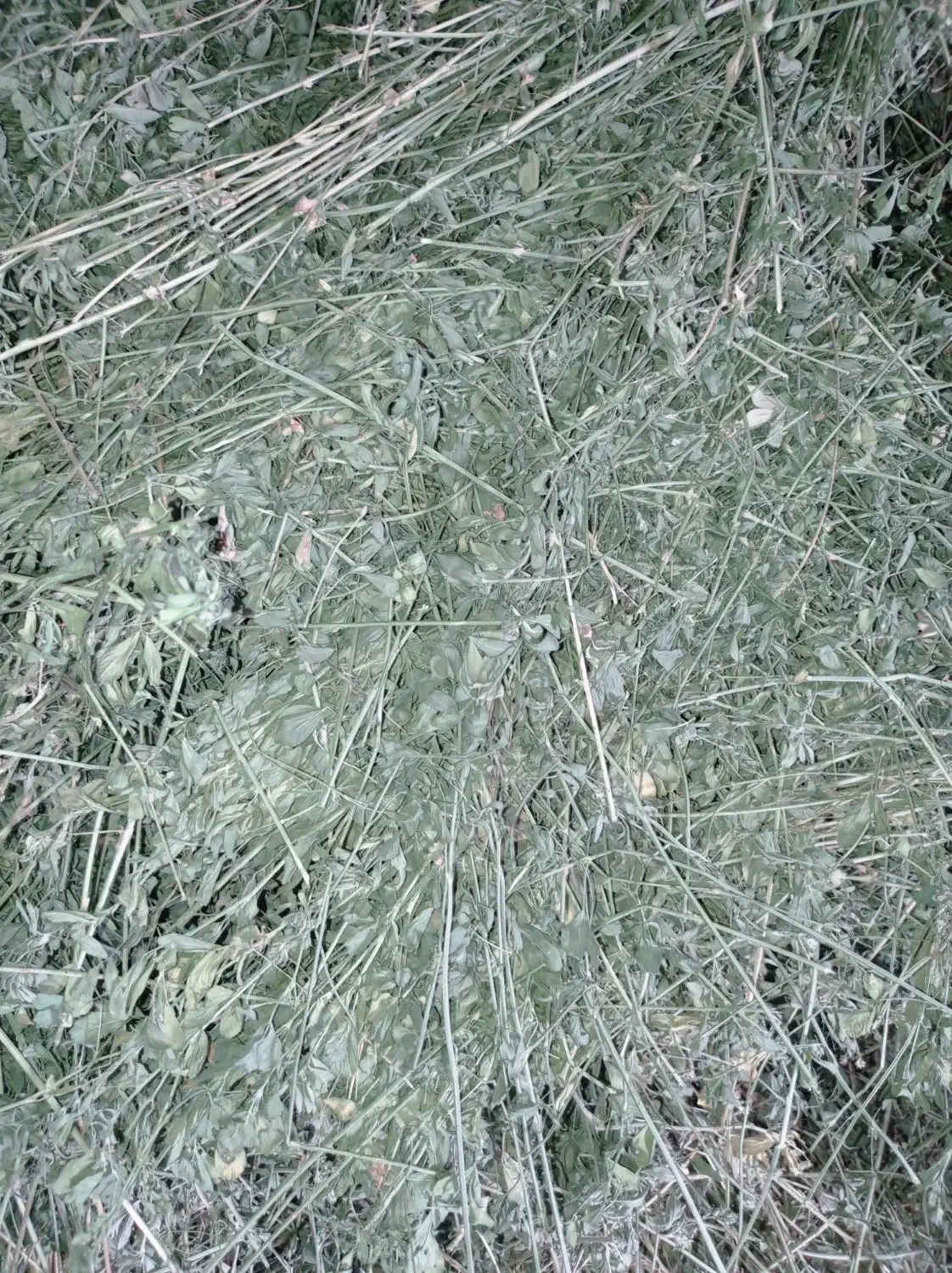 یونجه|لوازم جانبی حیوانات|فاروج, |دیوار