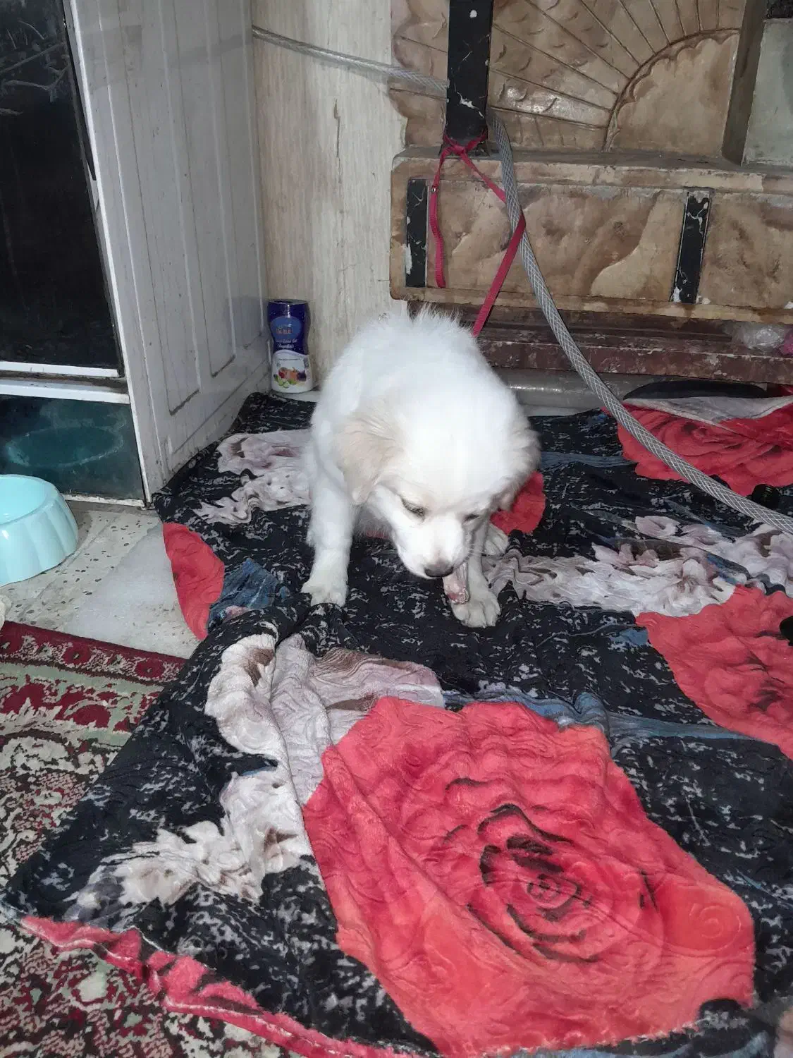 توله سگ ماده پاکوتاه ۴ ماهه|سگ|الیگودرز, |دیوار