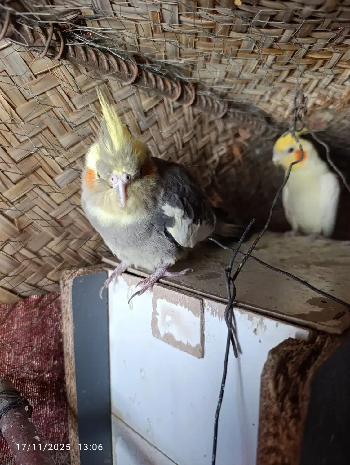 عروس هلندی ماده فروشی|پرنده|ایرانشهر, |دیوار