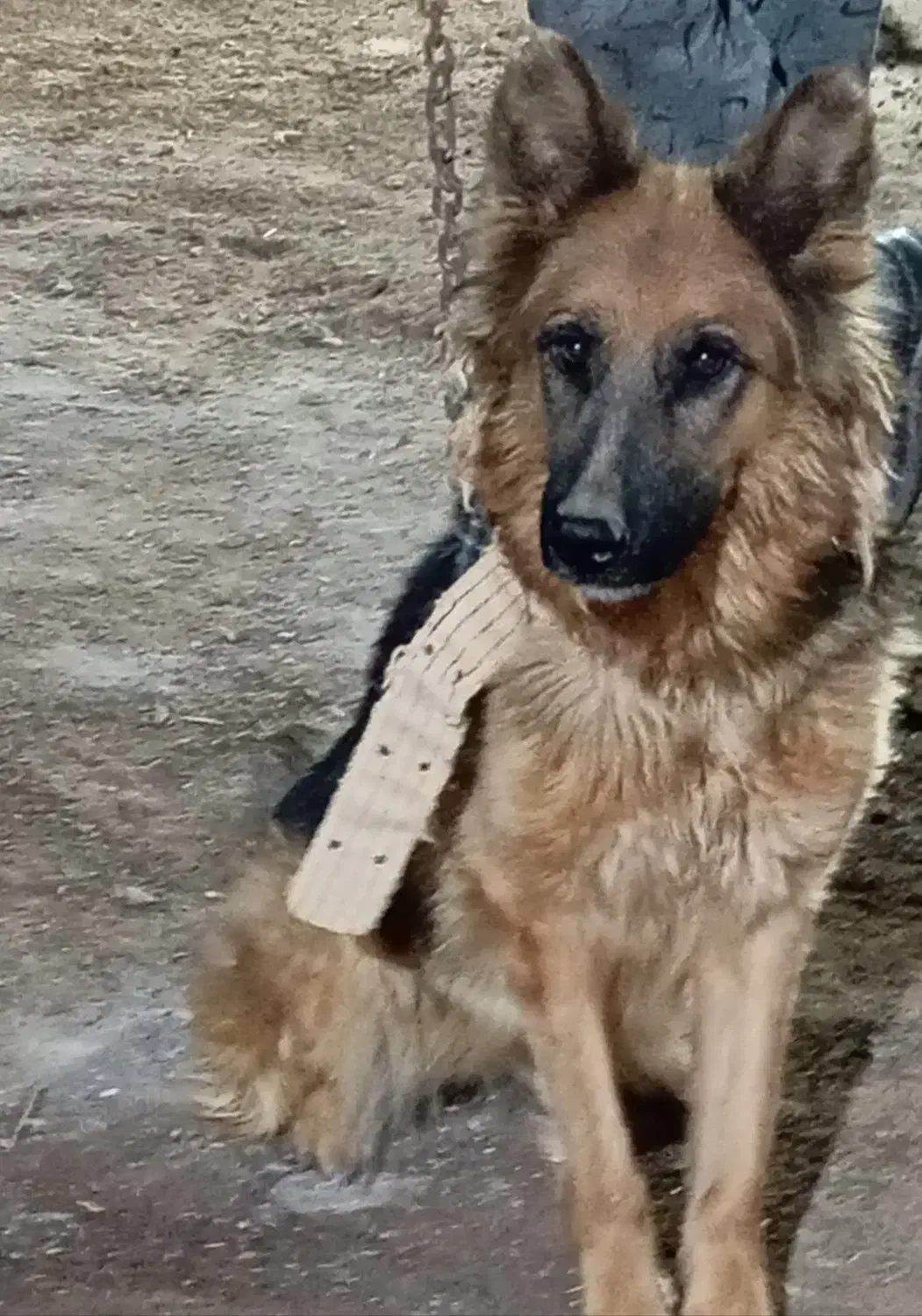 سگ ژرمن|سگ|رفسنجان, |دیوار