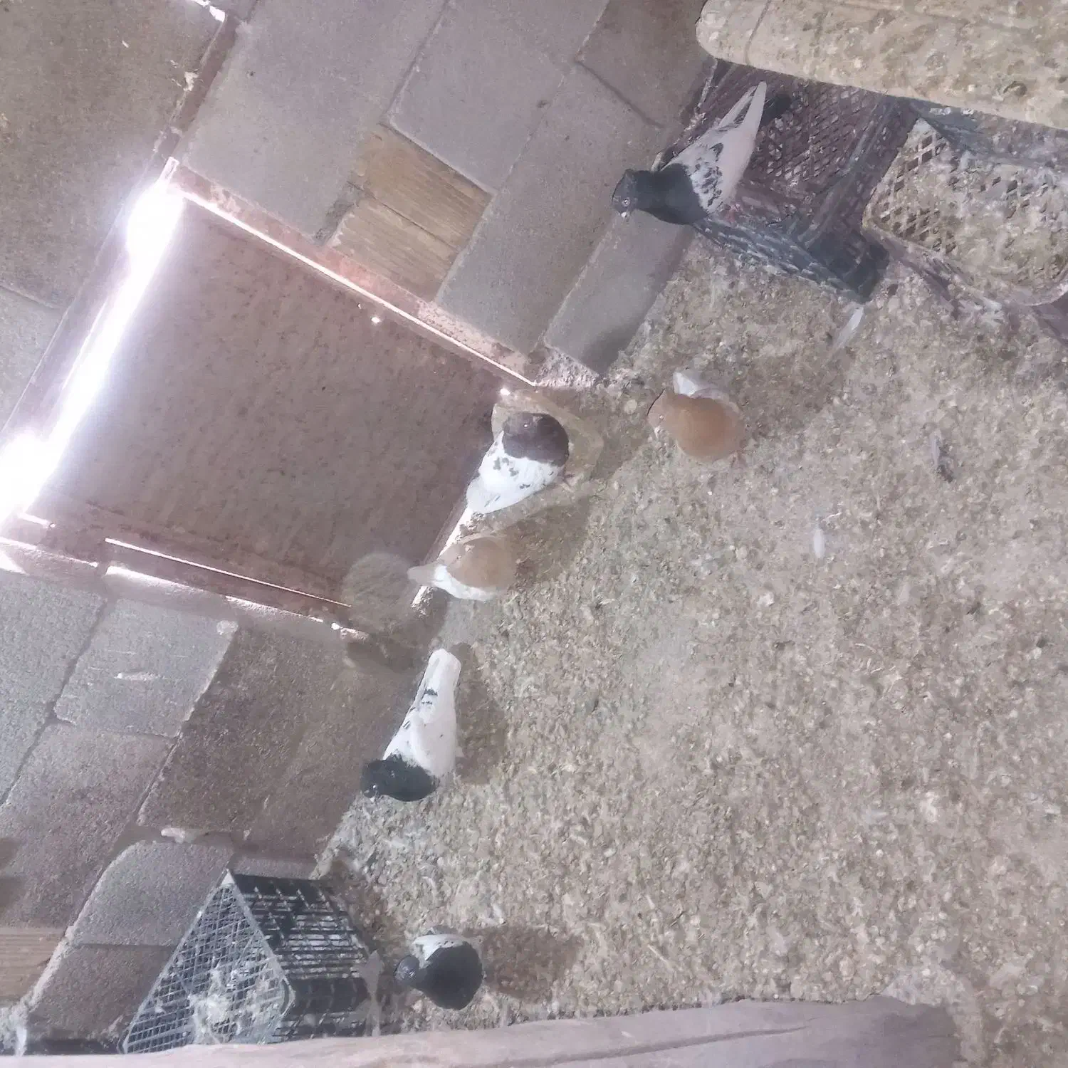 کبوتر|پرنده|فیروزآباد (لرستان), |دیوار