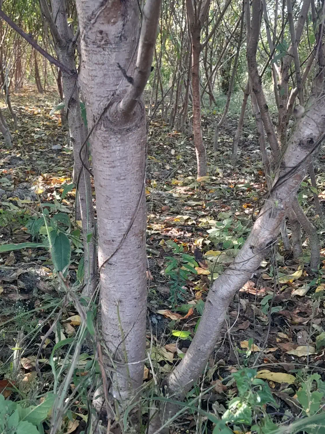 نهال هلو و شلیل|خدمات باغبانی و درختکاری|بندر گز, |دیوار