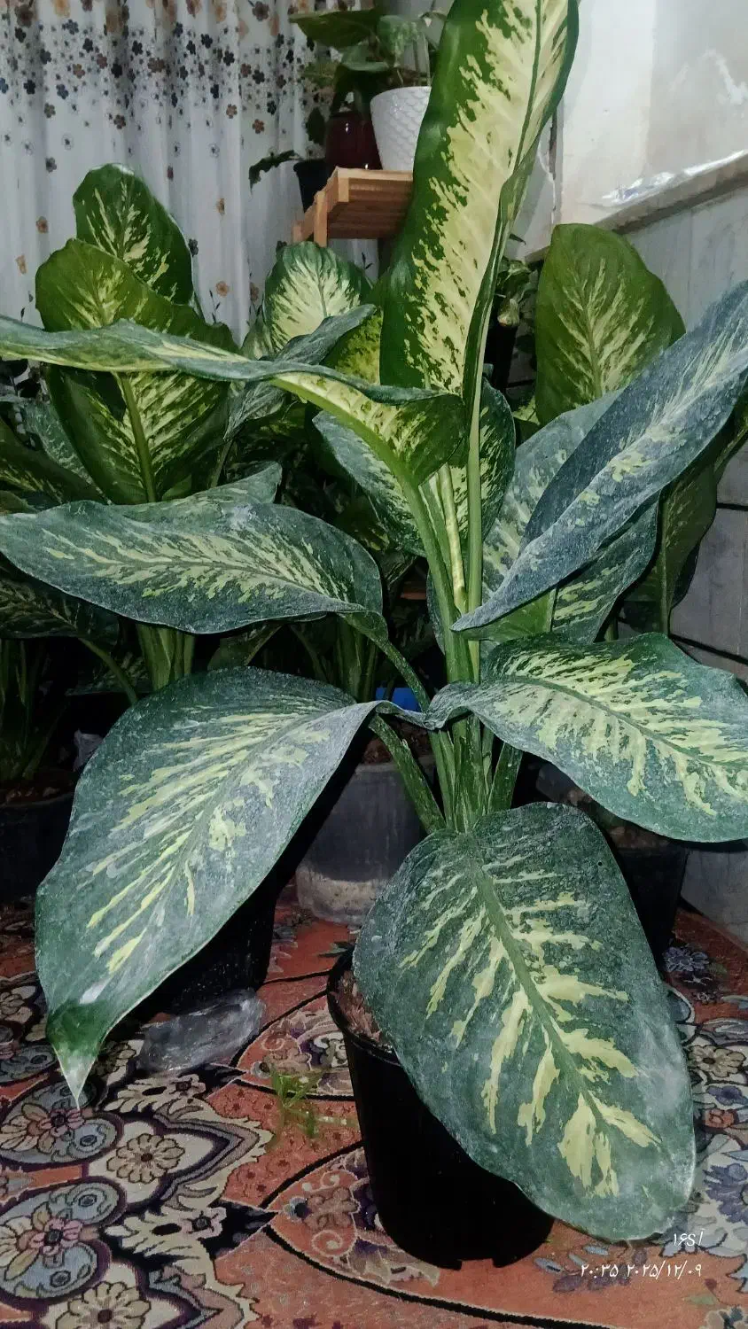 گلهای اپارتمانی زیبابرای روزمادر|گل و گیاه طبیعی|سمنان, |دیوار