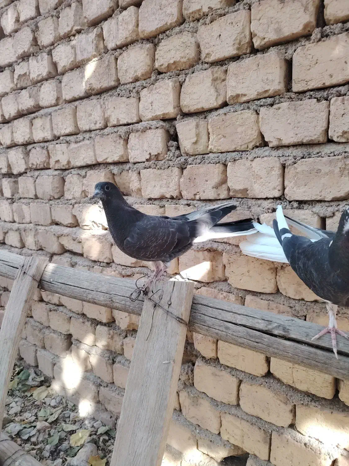 کبوتر پر جوجه|پرنده|کیار, |دیوار