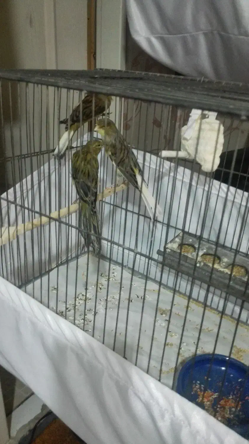 قناری نرو ماده رسمی بلند(شاخص)|پرنده|تهران, مسعودیه|دیوار