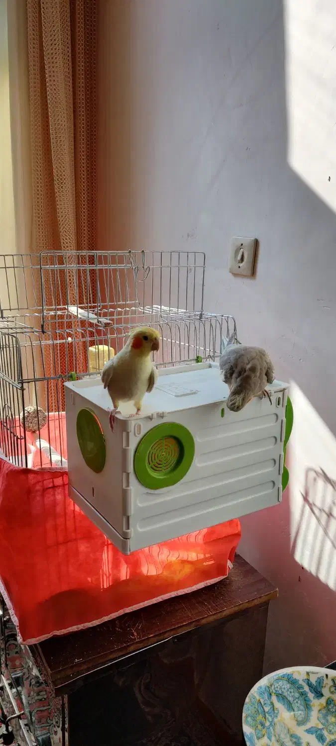 عروس هلندی|پرنده|اسدآباد, |دیوار