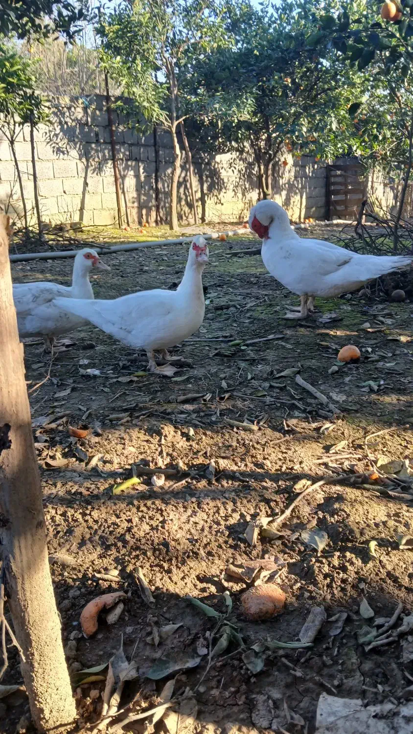 اردک هلندی|حیوانات مزرعه|قائم‌شهر, |دیوار