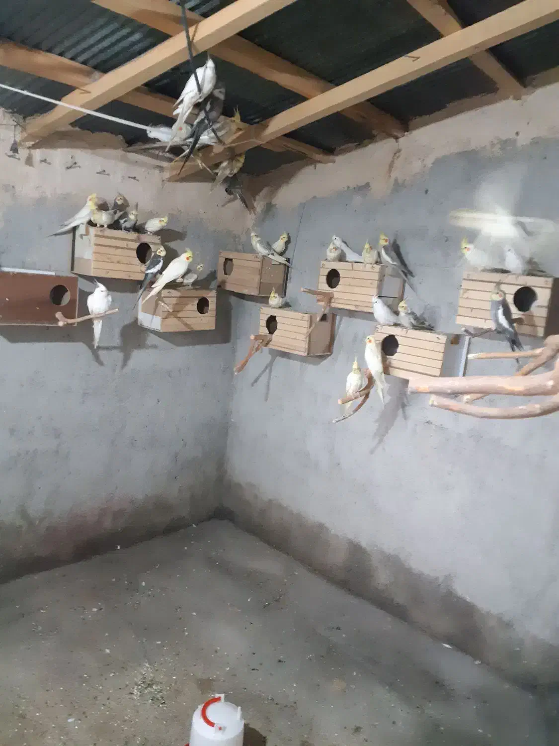 عروس هلندی|پرنده|قائم‌شهر, |دیوار