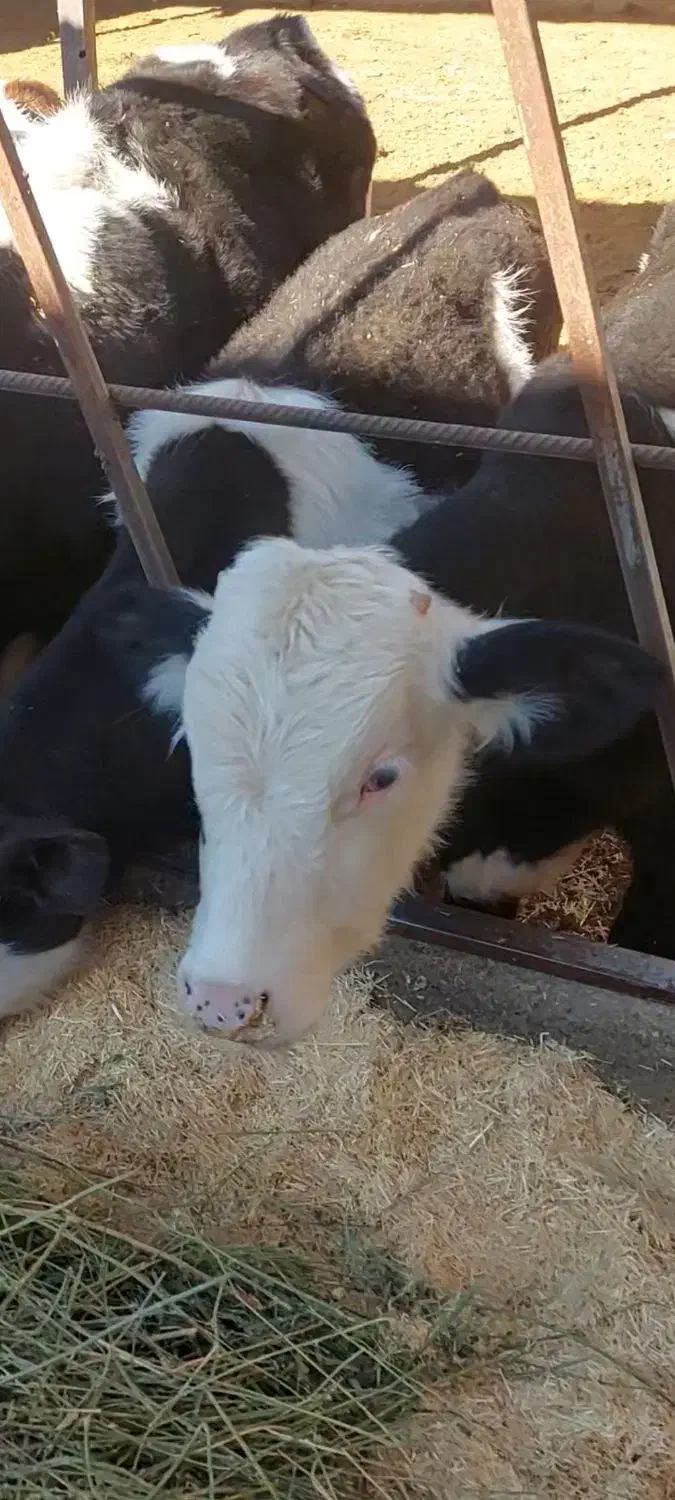 10راس  گوساله نر|حیوانات مزرعه|محمدیه-قزوین, |دیوار