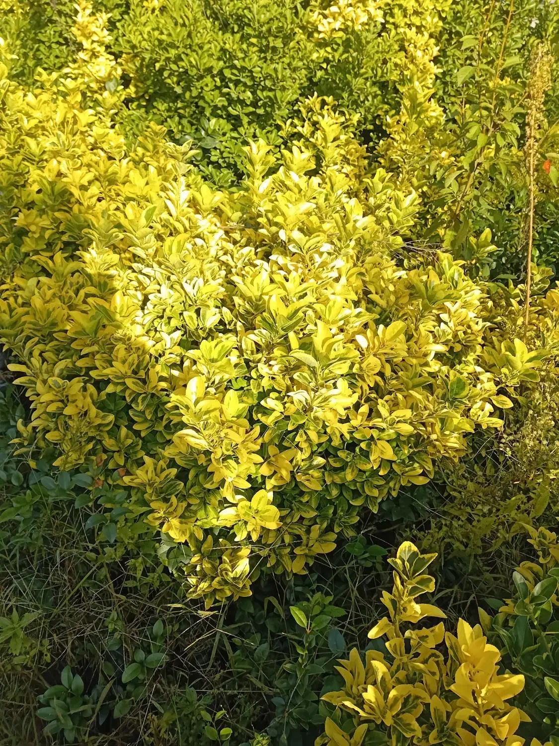شمشاد طلایی - بوته مادر|خدمات باغبانی و درختکاری|کلاچای, |دیوار