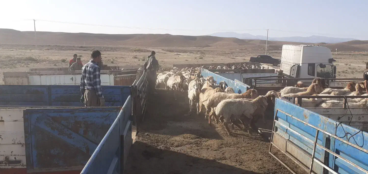 تریلی۱۳/۶۰ برای حمل گوسفند|خدمات حمل و نقل|شیروان (خراسان), |دیوار